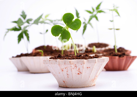 Les plantes croissant dans plantpot bébé Banque D'Images