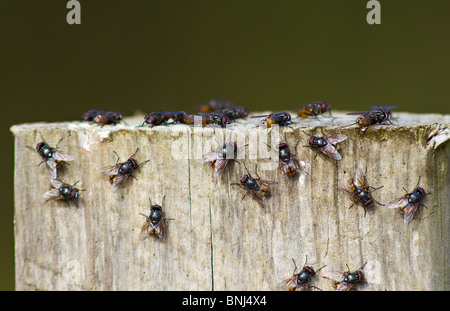 Grappe de l'automne les mouches (Musca autumnalis) soleil sur piquet. UK Banque D'Images