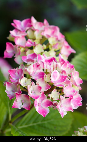 Hortensia rose fleurs en étroite jusqu'en été. Sussex, UK Banque D'Images