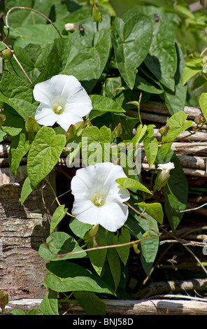 Calystegia sepium (liseron des champs de couverture) growing up willow fence Banque D'Images