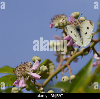 Une petite femelle papillon blanc du chou (Pieris rapae) se nourrissant de fleurs bramble Banque D'Images