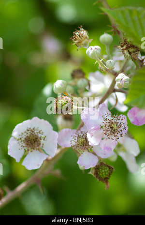 Fleurs de ronce (Rubus fruticosus) fleuris en été, dans le Sussex, Angleterre Banque D'Images