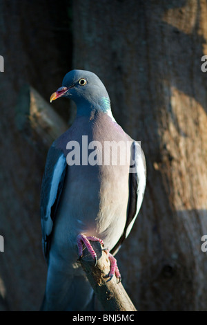 Un seul Pigeon ramier (Columba palumbus) perché sur la fin d'une branche d'arbre Banque D'Images