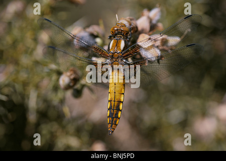À corps large Chaser (femelle), Libellula depressa Hyde supérieur nature reserve, Dorset, UK Banque D'Images
