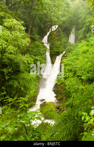 Cascade de Stockghyll à Ambleside, région des Lacs, en crue qui est ironique que la North West est toujours sous un tuyau flexible de ban Banque D'Images