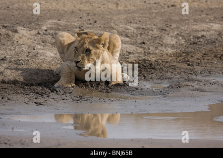 Tanzanie Afrique Panthera leo lion africain un animal nature faune boue eau eau potable Banque D'Images