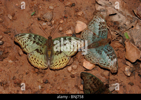 Commandant commun (papillon Euryphura chalcis : Nymphalidae), deux femelles puddlage dans rainforest, au Ghana. Banque D'Images