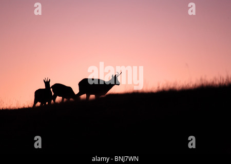 Alpine Chamois Rupicapra rupicapra Niederhorn mâle Oberland Bernois Canton de Berne Berne Suisse Alpes Soirée faune alpine Banque D'Images