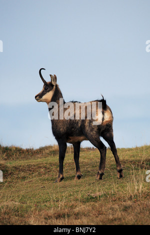 Alpine Chamois Rupicapra rupicapra Niederhorn mâle Oberland Bernois Canton de Berne Berne Suisse Alpes faune alpine Banque D'Images