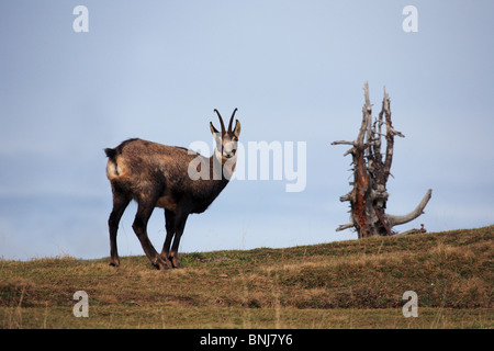 Alpine Chamois Rupicapra rupicapra Niederhorn mâle Oberland Bernois Canton de Berne Berne Suisse Alpes faune alpine Banque D'Images