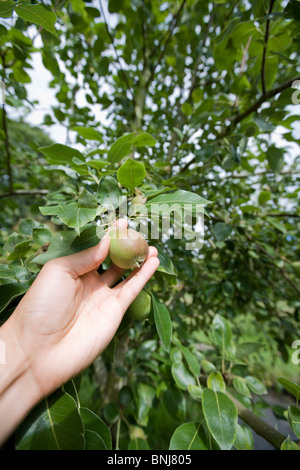 Choisir une poire d'un arbre Banque D'Images