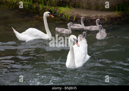 Famille de cygnes avec bébé cygnets, St Mawes harbour, Cornwall, Angleterre, Royaume-Uni. Banque D'Images