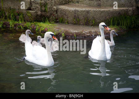 Famille de cygnes avec bébé cygnets, St Mawes harbour, Cornwall, Angleterre, Royaume-Uni. Banque D'Images