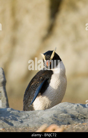 Fiordland Crested penguin Eudyptes pachyrhynchus Banque D'Images