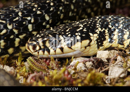 Snake snake whip whip ouest colubridés v. Hierophis viridiflavus colubridae couleuvre serpent Reptiles Reptiles protégés portrait Banque D'Images