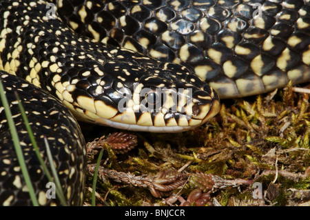 Snake snake whip whip ouest colubridés v. Hierophis viridiflavus colubridae couleuvre serpent Reptiles Reptiles protégés portrait Banque D'Images