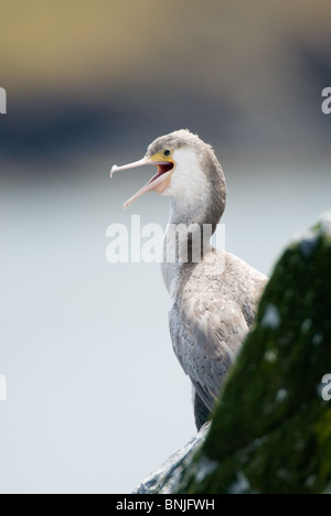 Spotted Shag Stictocarbo juvénile punctatus Banque D'Images