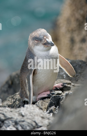 Peu Eudyptula albosignata albosignata Pingouin Bleu Banque D'Images