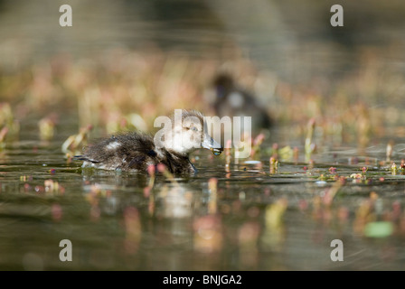 Fuligule milouinan Aythya novaeseelandiae New Zealand canetons Banque D'Images