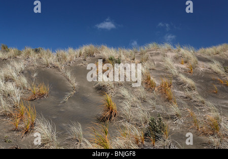 Dunes de sable de plage Bethells, Auckland Banque D'Images