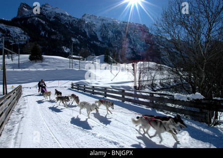 Husky de Sibérie Sleddog équipe fonctionne European Championship 2009 Kandersteg Suisse course Race Huskies Hiver Sprint Banque D'Images