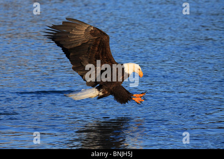Blanche Alaska Vol Amérique Pygargue à tête blanche de printemps en plumes plumes springs vol plumage poissons aile oiseau grab Haliaeetus Banque D'Images