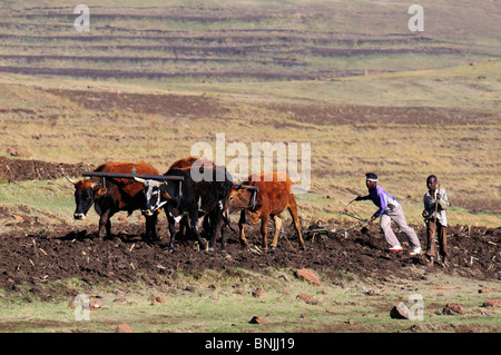 Peuple Basotho habitants locaux autochtones autochtones champs près Les Lagier Lesotho Afrique du Sud enfants bovins vaches charrue labour Banque D'Images