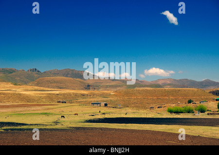 Les champs à proximité de l'Afrique du Sud Lesotho Rhône-Alpes chalets paysage moutons chevaux montagne montagnes dénudées des Highlands de champ Banque D'Images