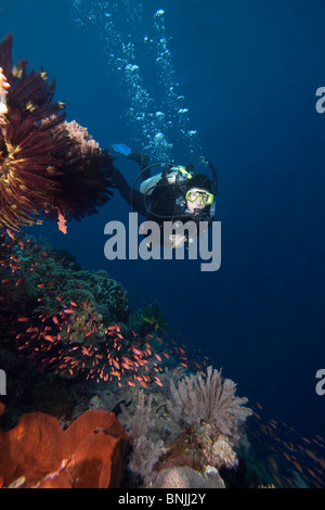 Scuba Diver et Anthias Pseudanthias sp.) sur un récif de corail tropical au large de l'île de Bunaken au nord de Sulawesi, en Indonésie. Banque D'Images