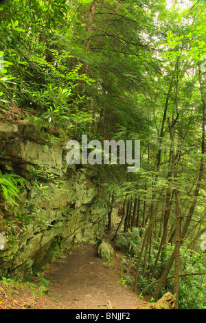 Youghiogheny River Trail, Swallow Falls State Park, Oakland, Maryland, États-Unis Banque D'Images