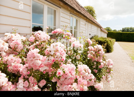 Arbuste à fleurs rose rose dans un Chalet jardin en été, Kent UK Banque D'Images