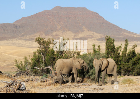 Les animaux les éléphants Loxodonta africana Okahirongo Elephant Lodge Purros Région de Kunene Kaokoland Namibie Afrique voyage nature Banque D'Images