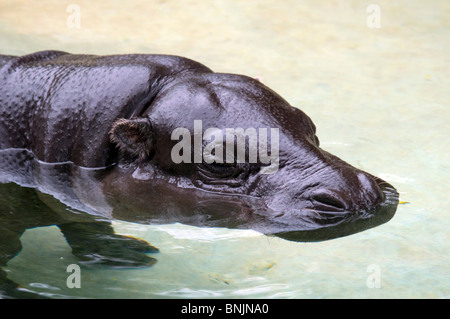 Hippopotame pygmée Choeropsis liberiensis 2008 hippo eau Banque D'Images