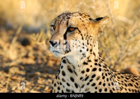 Animal guépard Acinonyx jubatus Quiver Tree Région Karas Keetmanshoop Restcamp Namibie Afrique voyage nature Banque D'Images