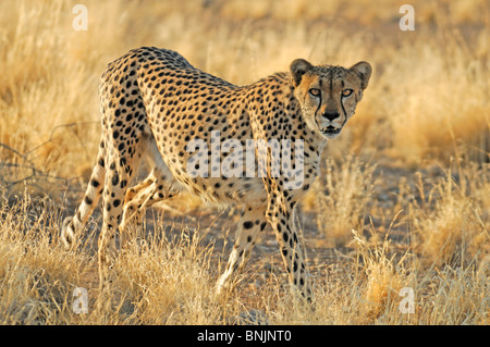 Animal guépard Acinonyx jubatus Quiver Tree Région Karas Keetmanshoop Restcamp Namibie Afrique voyage nature Banque D'Images