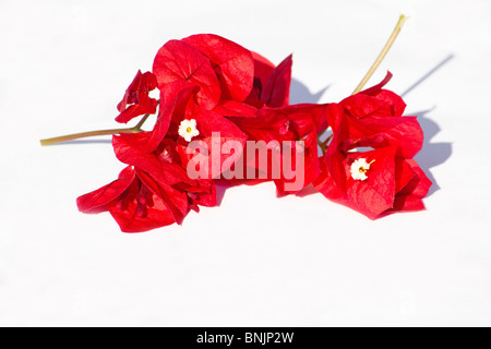 Fleurs de bougainvilliers roses sur fond blanc Banque D'Images