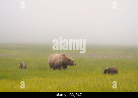 Stock photo d'un ours brun côtières de l'Alaska de truies et deux oursons paissant dans une prairie dans le brouillard. Banque D'Images