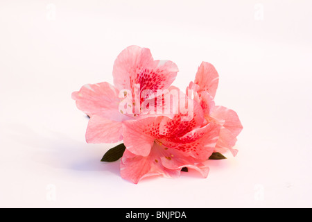 Close-up de l'Azalea fleurs Banque D'Images