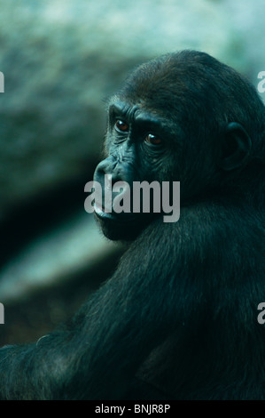 Gorille de mélancolie Banque D'Images