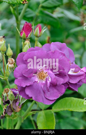 Rose : Rosa 'Rhapsody in Blue' Frantasia Banque D'Images