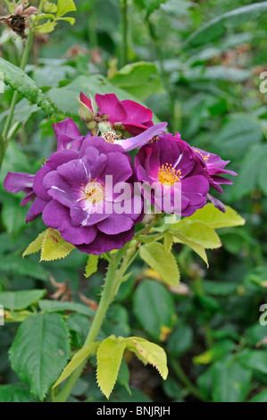 Rose : Rosa 'Rhapsody in Blue' Frantasia Banque D'Images