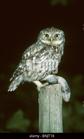 Chouette chevêche, Athene noctua, avec les proies, Kent, Angleterre. Des oiseaux sauvages. Banque D'Images