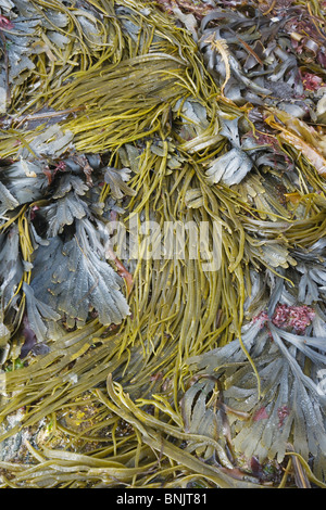 Thongweed et crémaillère algue Himanthalia elongata & Fucus serratus à marée basse l'Orkney PL002111 Orkne Banque D'Images