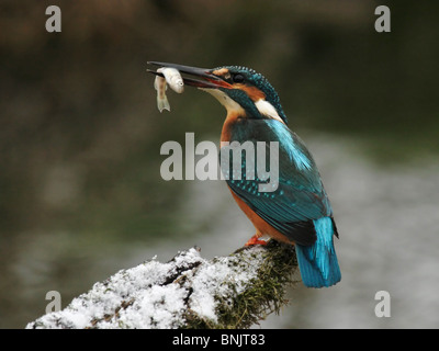 Kingfisher (Alcedo atthis) avec un poisson dans son bec assis sur son perchoir en hiver Banque D'Images