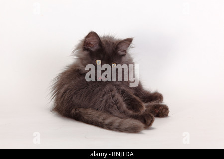 Forêt de Sibérie chat, chaton, 3 mois, bleu-argent / chat sibérien, de la Sibérie Banque D'Images