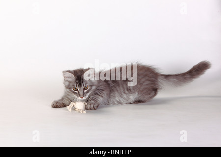 Forêt de Sibérie chat, chaton, 3 mois, bleu-argent-tabby / chat sibérien, de la Sibérie Banque D'Images