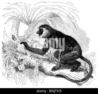 Proboscis Monkey, singe, bec long Nasalis larvatus avec papillon Banque D'Images