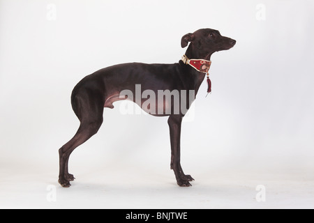 Italian Greyhound, Piccolo Levriero Italiano / mâle, collier, Banque D'Images