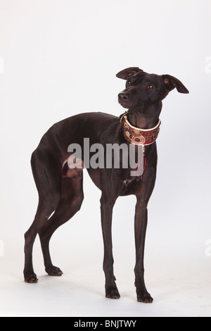 Italian Greyhound, Piccolo Levriero Italiano / mâle, collier Banque D'Images