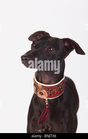 Italian Greyhound, Piccolo Levriero Italiano / mâle, collier Banque D'Images